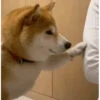 Funny Cats & Dogs 💖MOV 10