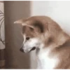 Funny Cats & Dogs 💖MOV 11