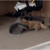 funny cats by genie 8