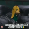 PATOS 🦆🦆🦆 MOV. 11