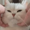 IG: @Mashu.cat 2 5