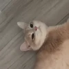 IG: @Mashu.cat 8