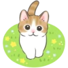 Gatito lindo 1 🐱MOV. 🇲🇽 9