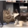Funny Cats & Dogs 💖MOV 12