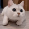 IG: @Mashu.cat 2 6