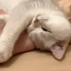 IG: @Mashu.cat 10