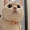 IG: @Mashu.cat 11