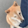 Funny Cats & Dogs 💖MOV 13
