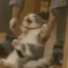 Funny Cats & Dogs 💖MOV 14
