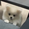 Funny Cats & Dogs 💖MOV 15