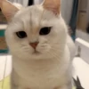 IG: @Mashu.cat 12