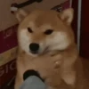 Funny Cats & Dogs 💖MOV 16