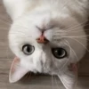 IG: @Mashu.cat 2 7
