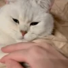 IG: @Mashu.cat 2 8