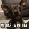 TT 📱7 Perritos 🐕 💖 MOV 11