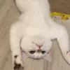 IG: @Mashu.cat 2 9
