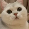 IG: @Mashu.cat 13