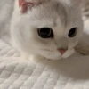 IG: @Mashu.cat 2 10