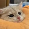 IG: @Mashu.cat 14