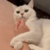 IG: @Mashu.cat 2 11