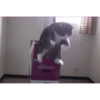 Moving Cats 5
