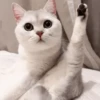 IG: @Mashu.cat 2 12