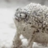 Frogs 5