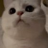 IG: @Mashu.cat 2 14