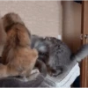 funny cats by genie 12