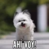 TT 📱7 Perritos 🐕 💖 MOV 14