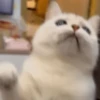 IG: @Mashu.cat 2 15