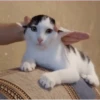 funny cats by genie 14