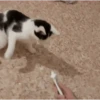 funny cats by genie 15