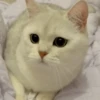 IG: @Mashu.cat 2 16