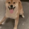 Funny Cats & Dogs 💖MOV 18