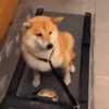 Funny Cats & Dogs 💖MOV 20