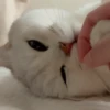 IG: @Mashu.cat 2 17