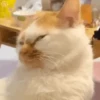 Funny Cats & Dogs 💖MOV 21