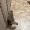 funny cats by genie 16