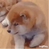 Funny Cats & Dogs 💖MOV 22