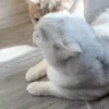 IG: @Mashu.cat 16