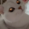 IG: @Mashu.cat 2 18