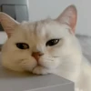 IG: @Mashu.cat 2 19