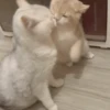 IG: @Mashu.cat 17
