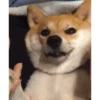 Funny Cats & Dogs 💖MOV 23