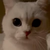 IG: @Mashu.cat 2 21