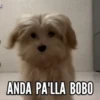 TT 📱7 Perritos 🐕 💖 MOV 18