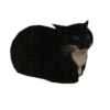 Moving Cats 8
