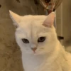 IG: @Mashu.cat 20