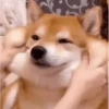 Funny Cats & Dogs 💖MOV 27